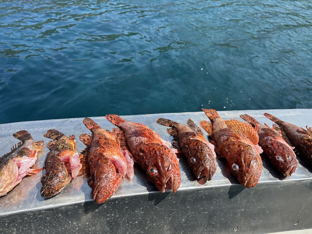 Il pescato fresco a bordo